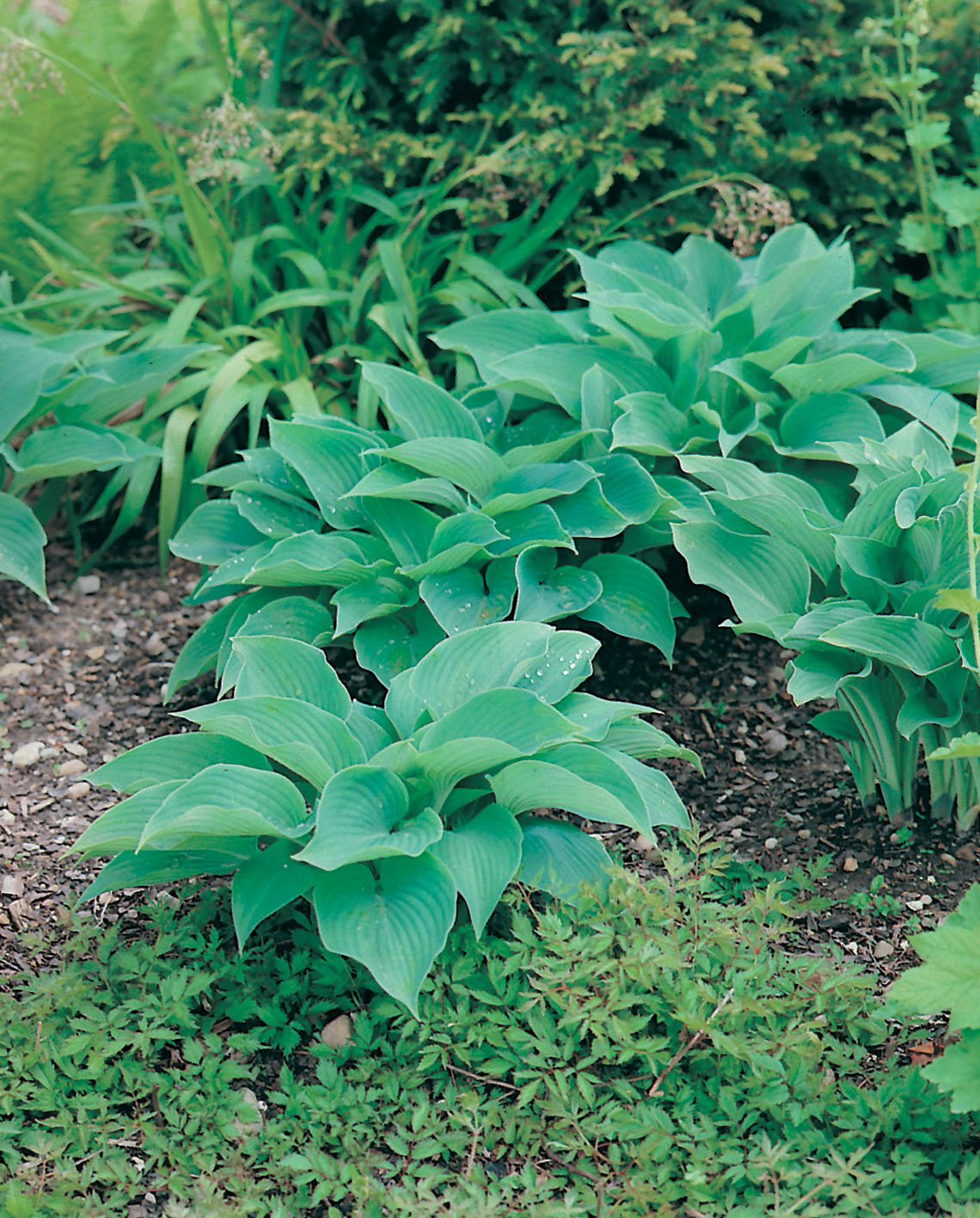 Hosta sieboldiana