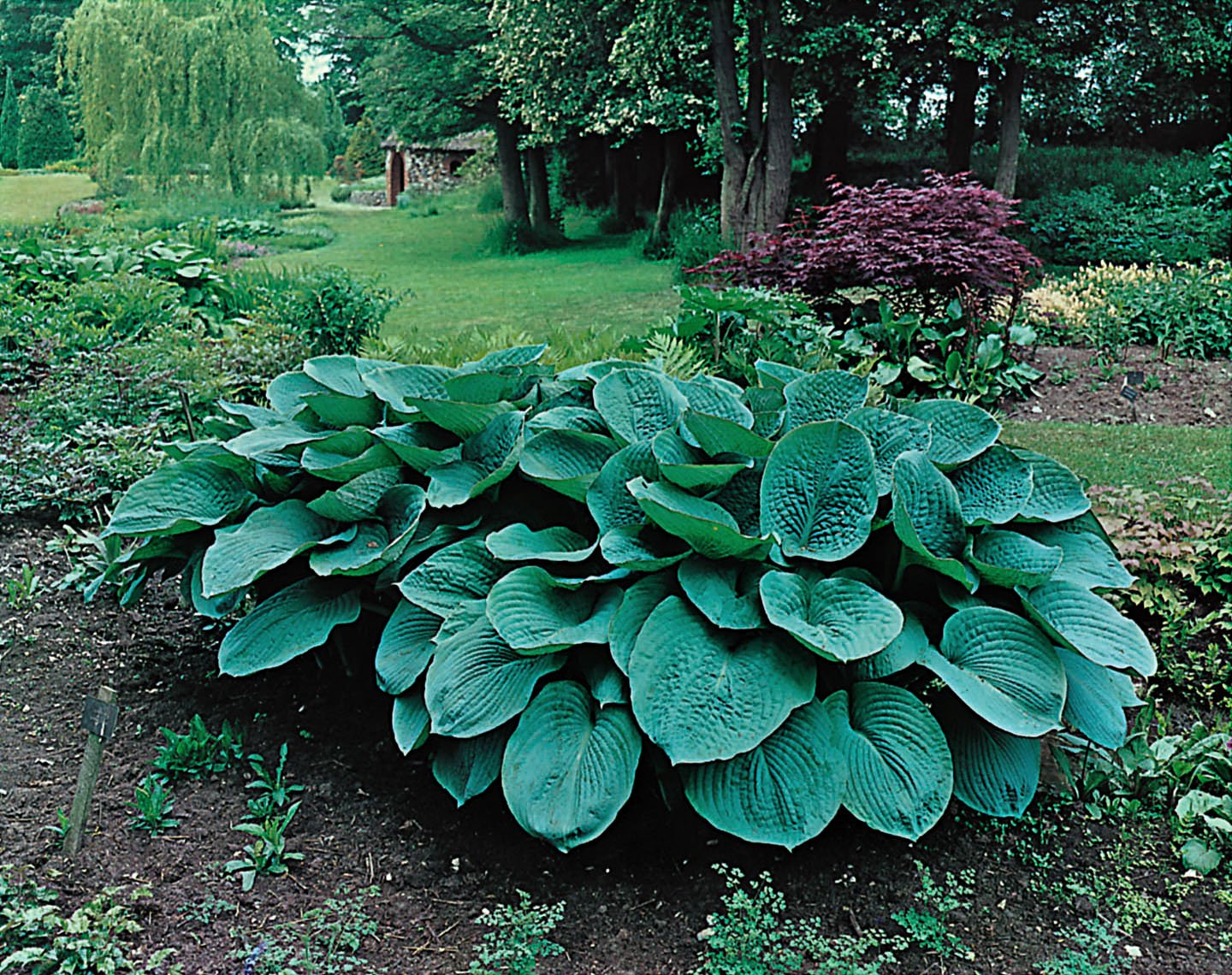Hosta sieboldiana 'Elegans'