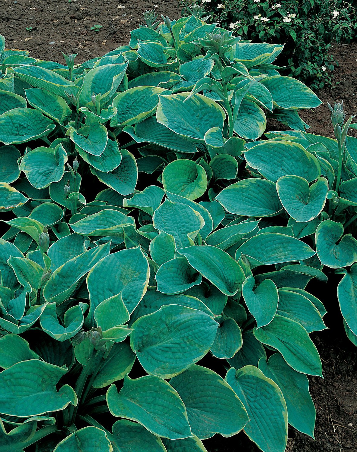 Hosta sieboldiana 'Frances Williams'