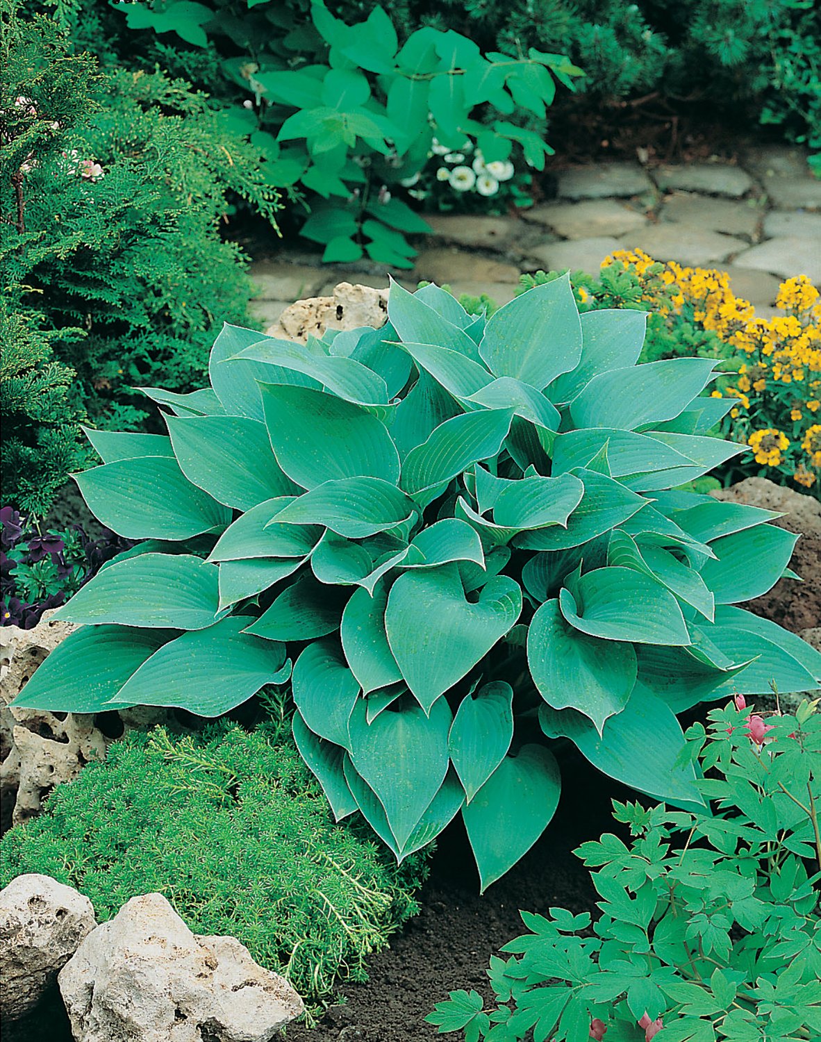 Hosta (Tardiana-Gr.) 'Halcyon'