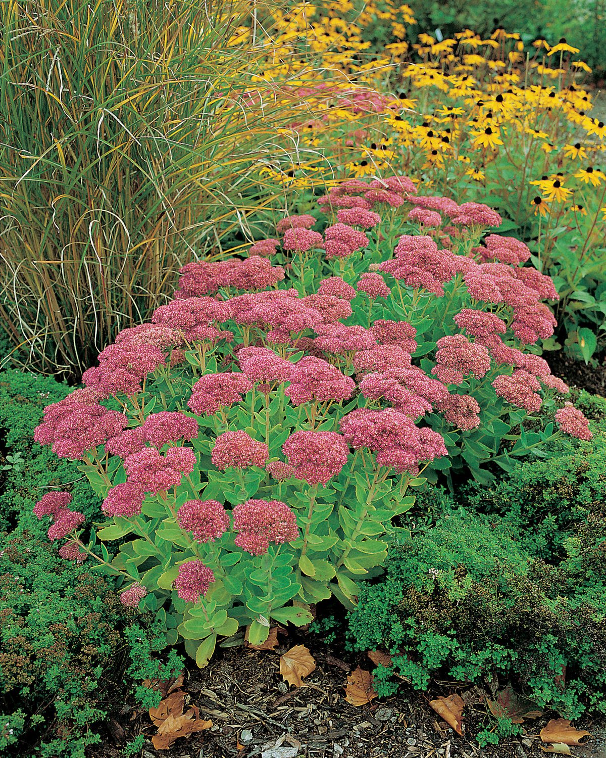 Hylotelephium 'Herbstfreude'