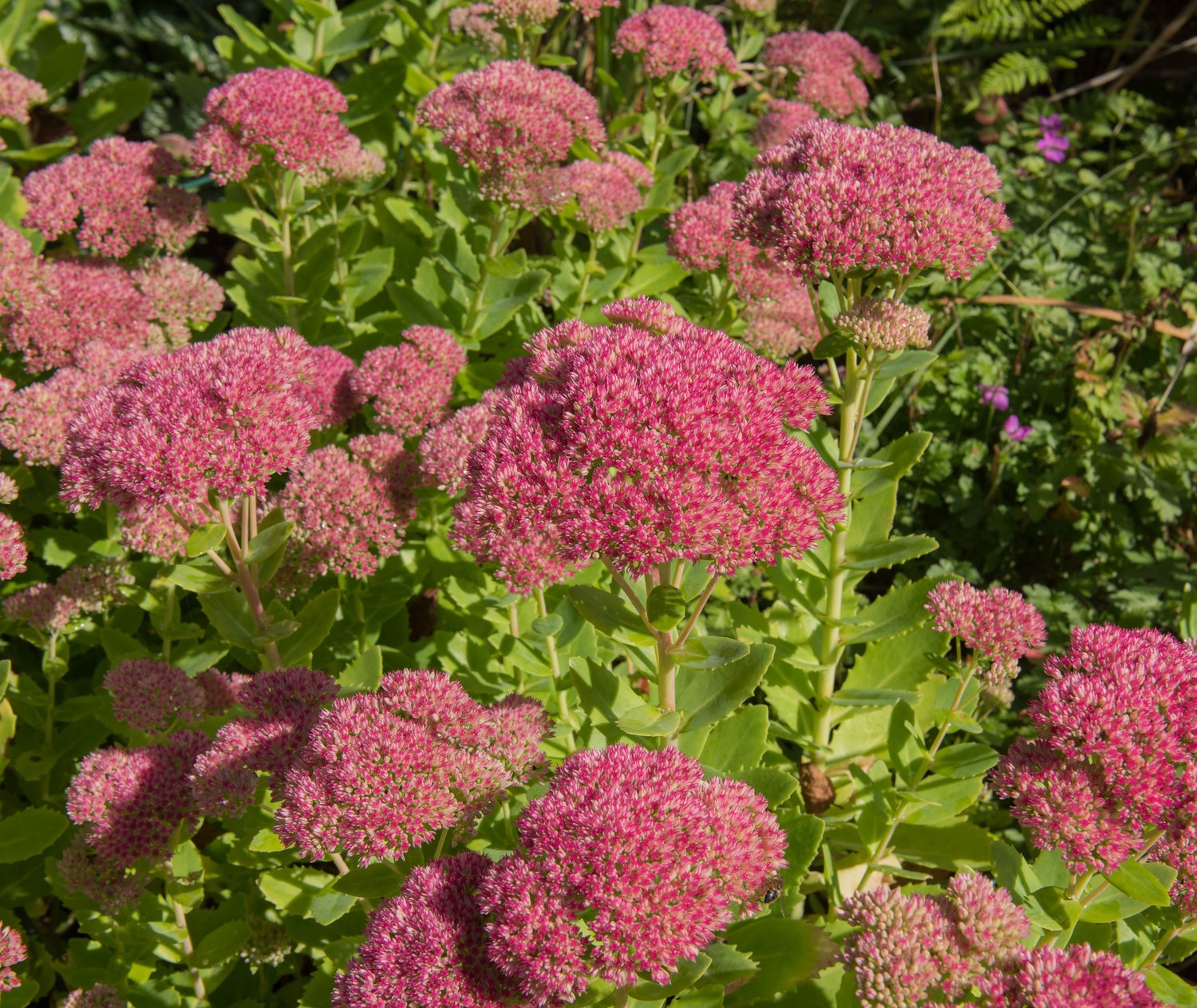 Hylotelephium 'Herbstfreude'