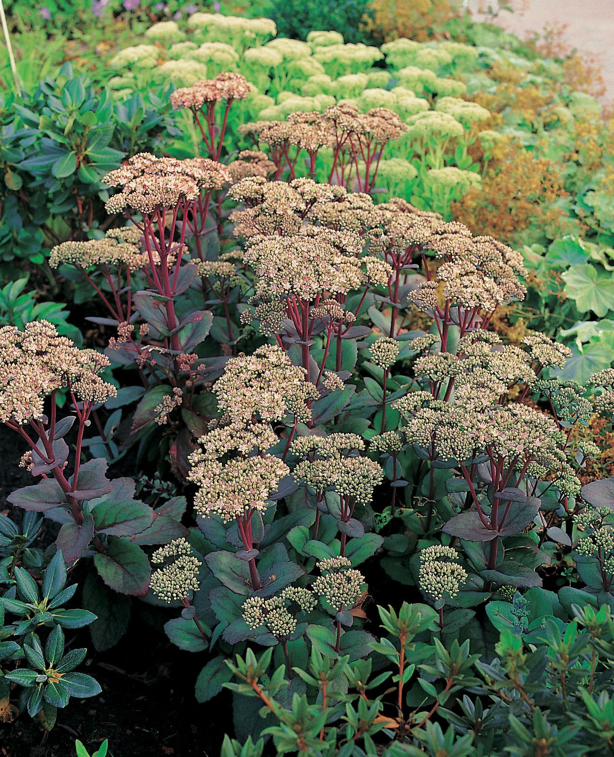 Hylotelephium 'Matrona'