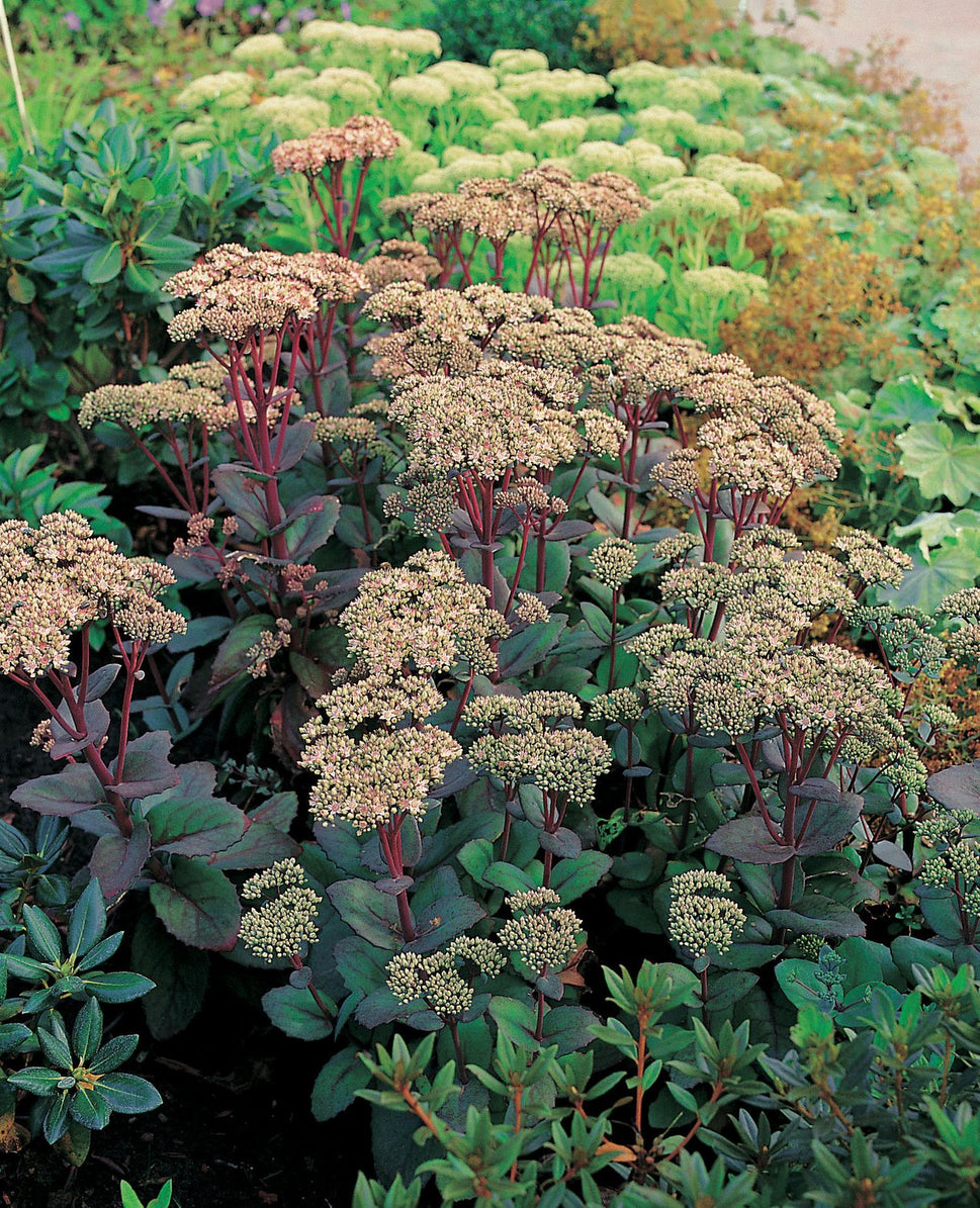 Hylotelephium 'Matrona'