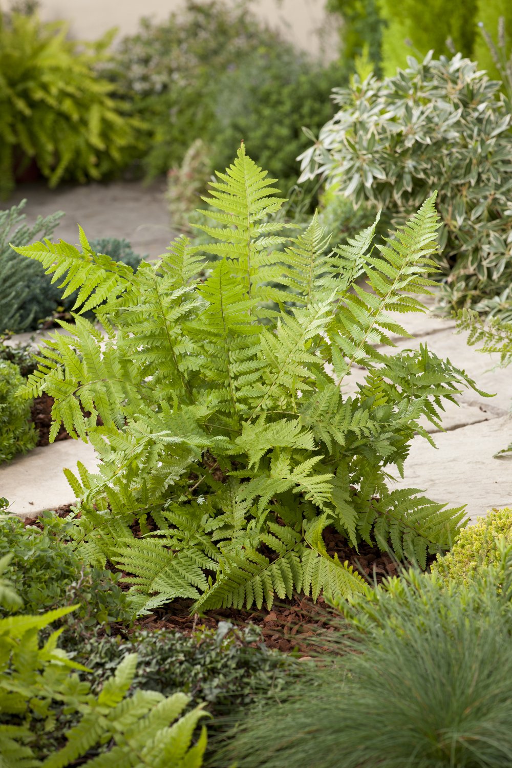 Dryopteris filix-mas
