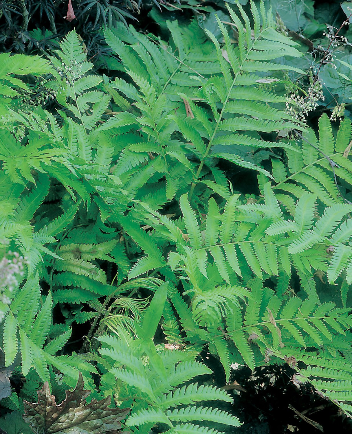 Matteuccia orientalis