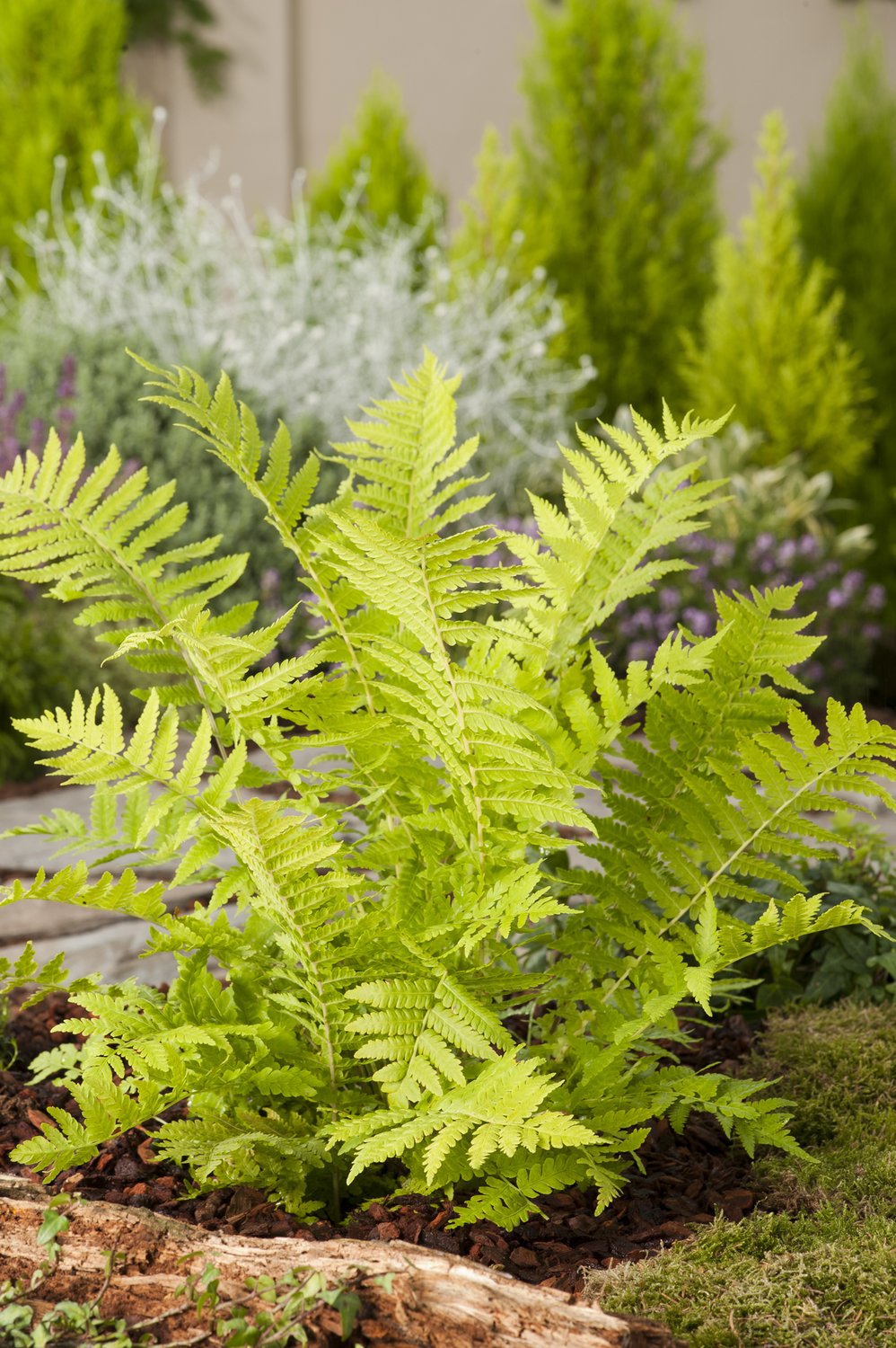 Matteuccia struthiopteris
