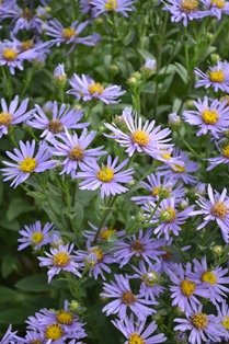 Aster amellus 'Axel Tallner'