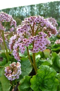 Bergenia cordifolia 'Möja'