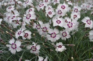 Dianthus (Plumarius-Gr.) 'Marieberg'