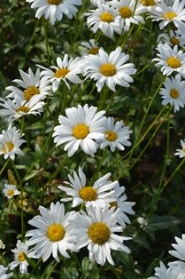 Leucanthemum x superbum 'Bröllopsgåvan'