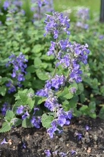 Nepeta racemosa 'Linghem'