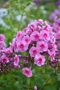 Phlox paniculata 'Morfar Albert'