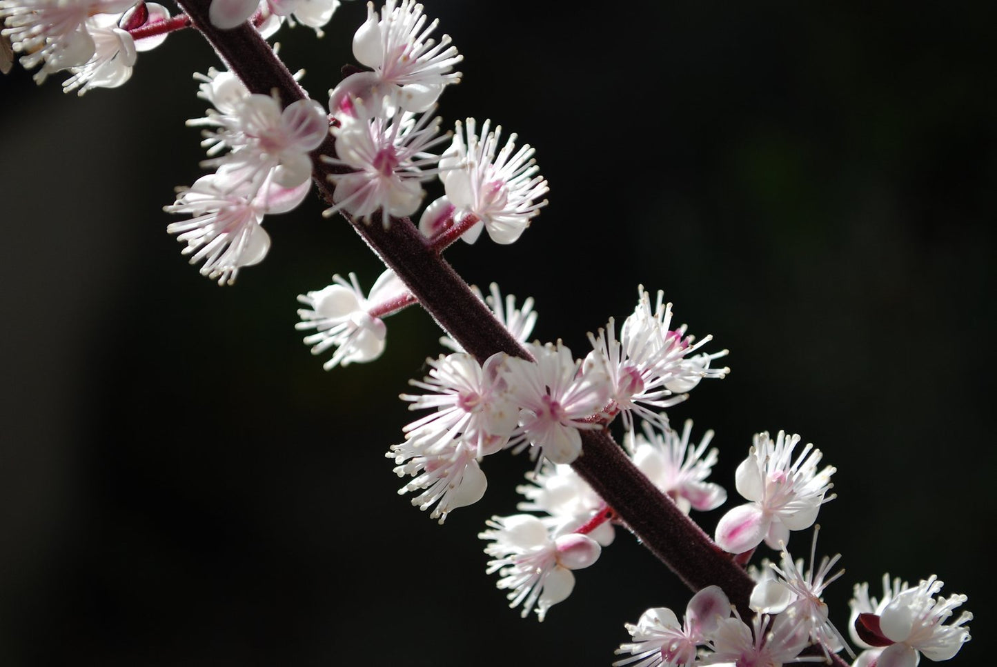 Actaea simplex 'Brunette', 2L