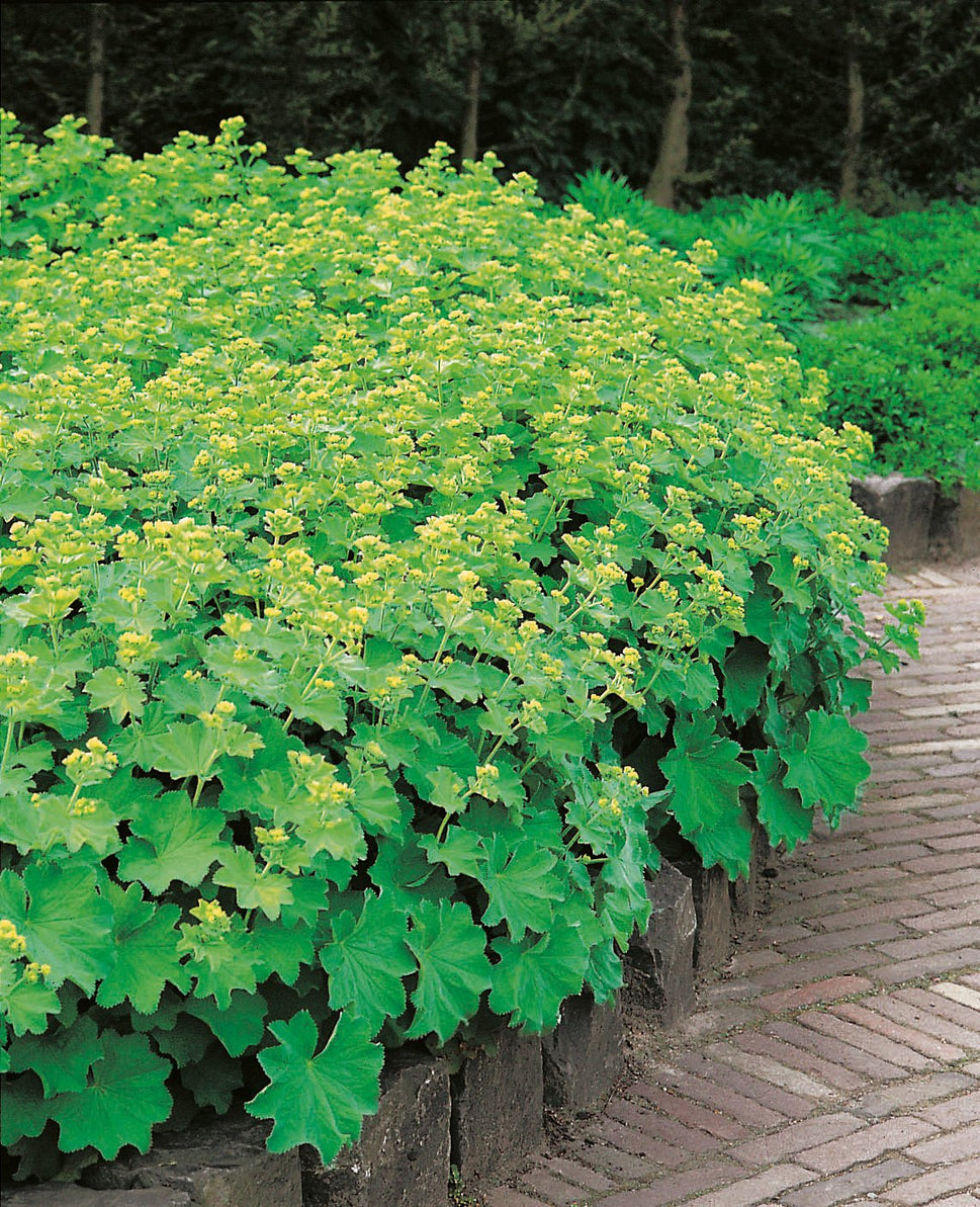 Alchemilla mollis, 2L