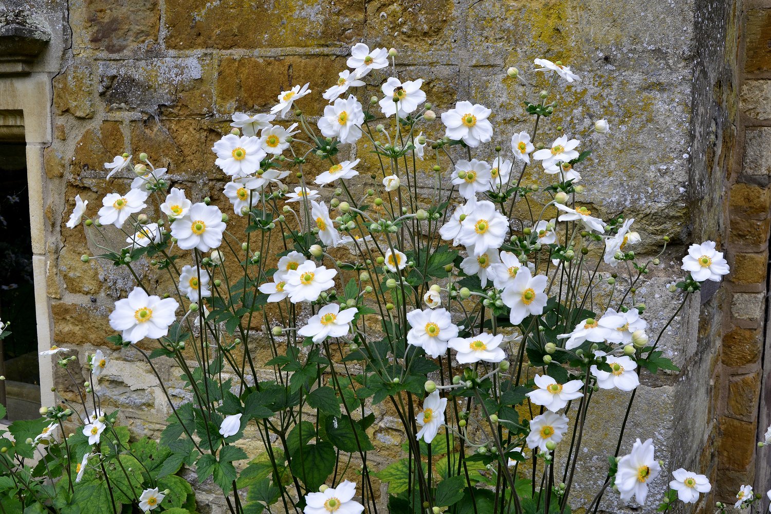 Anemone x hybrida 'Honorine Jobert', 2L