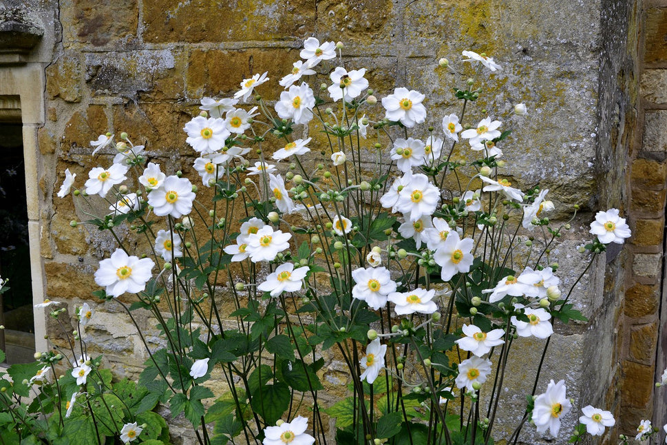 Anemone x hybrida 'Honorine Jobert', 2L