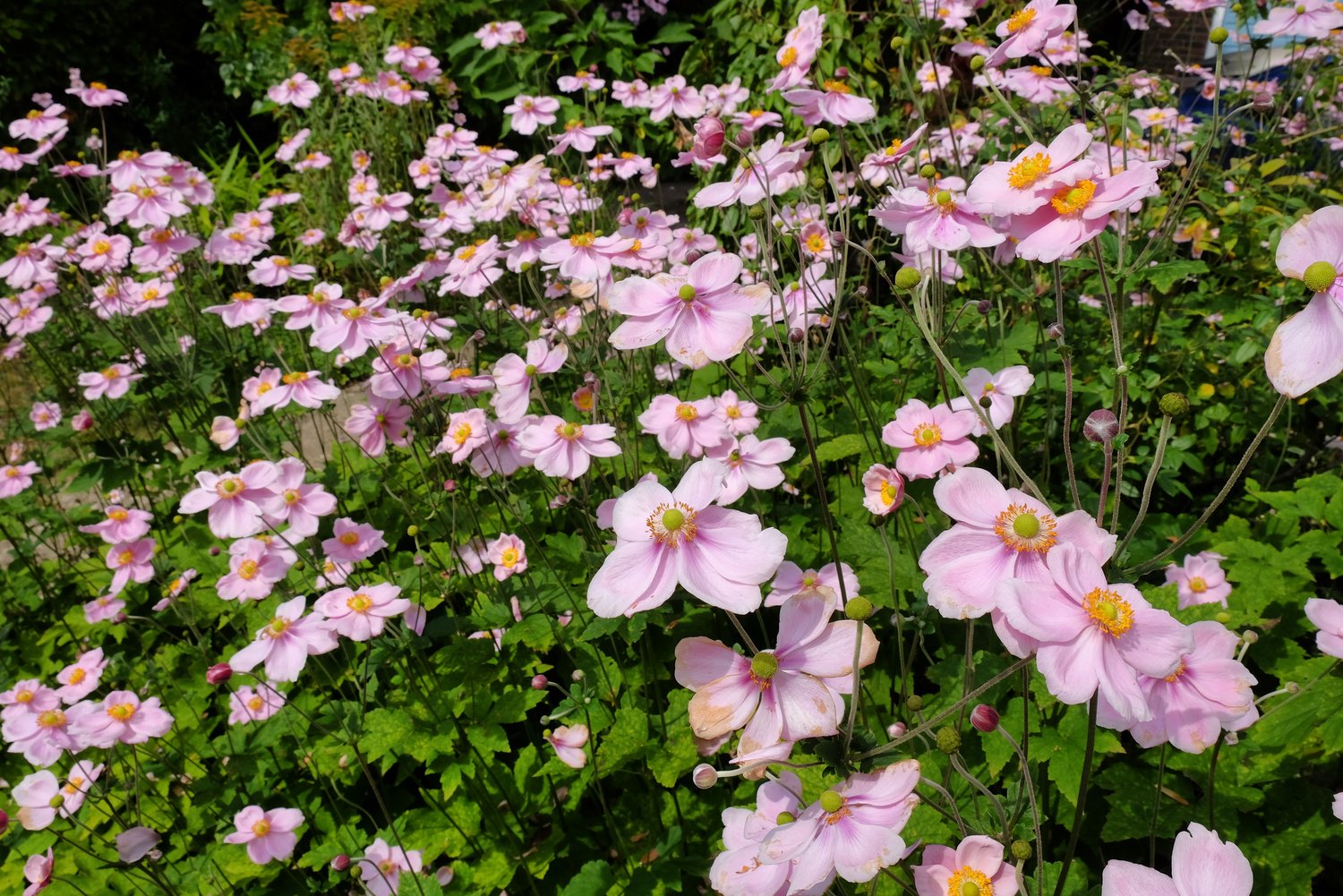 Anemone tomentosa 'Robustissima', 2L