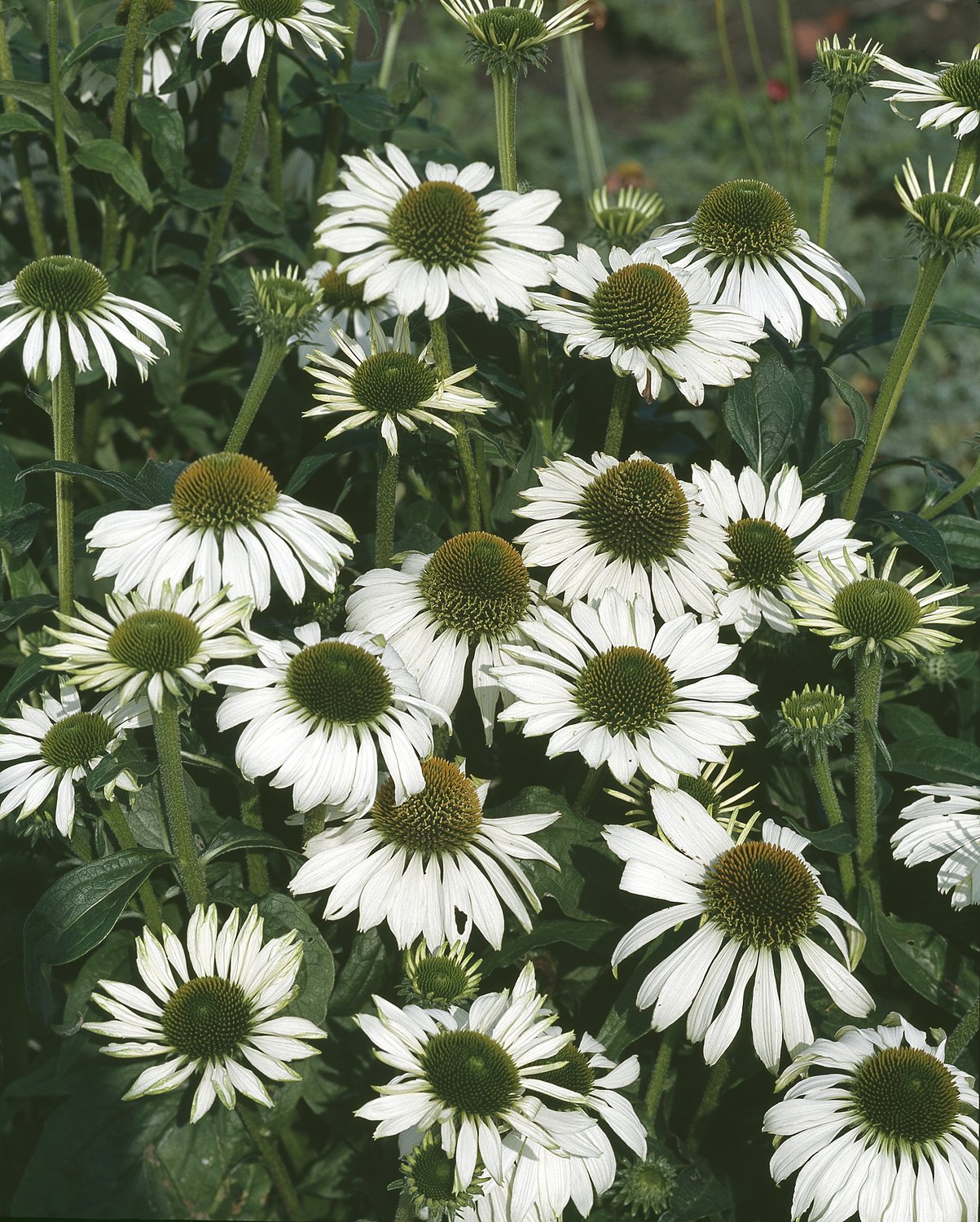 Echinacea purpurea 'Alba', 2L