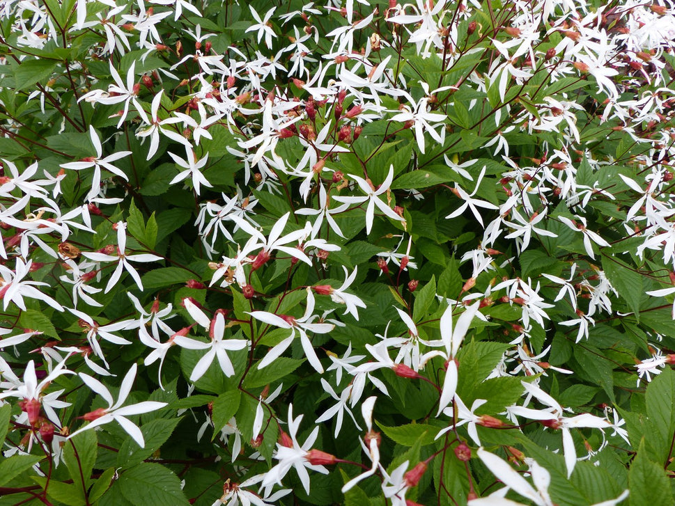 Gillenia trifoliata, 2L