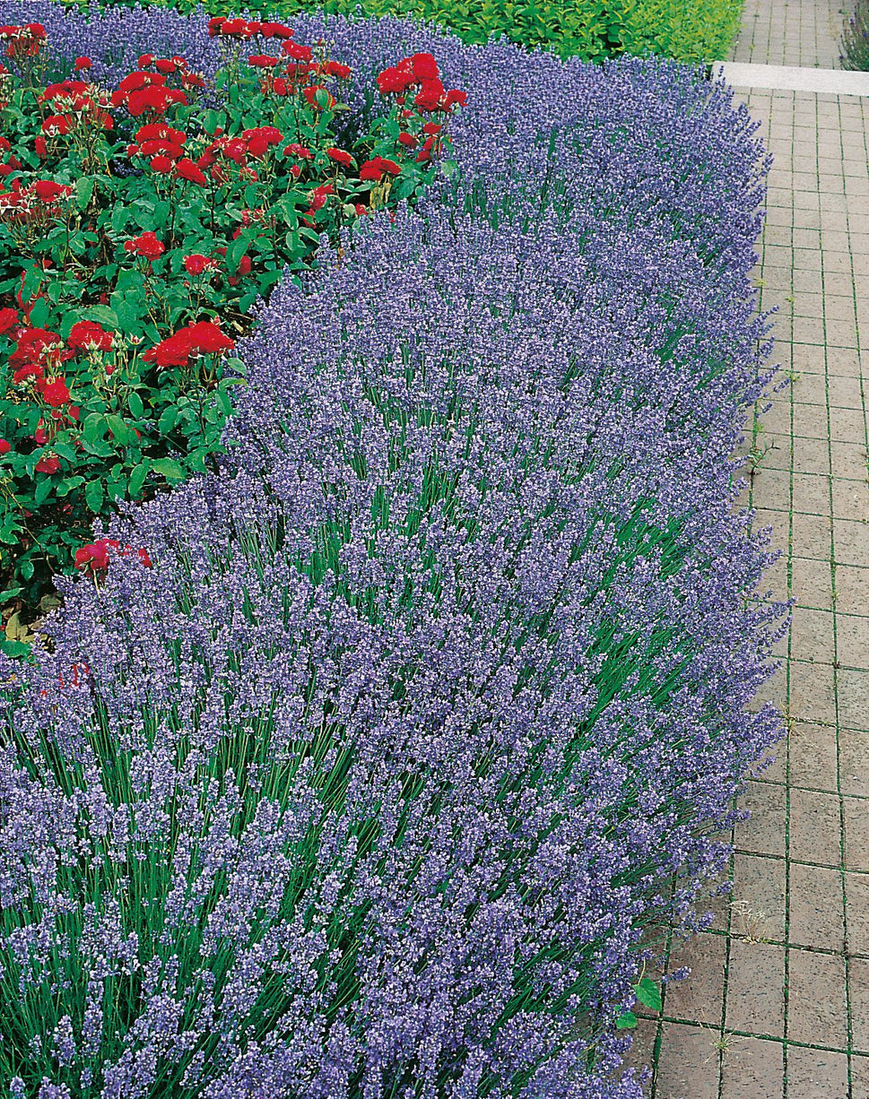 Lavandula angustifolia 'Hidcote', 2L