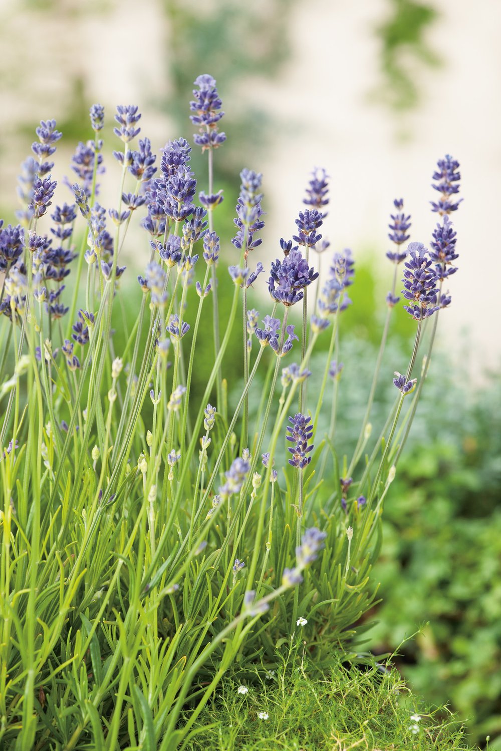 Lavandula angustifolia 'Munstead', 2L