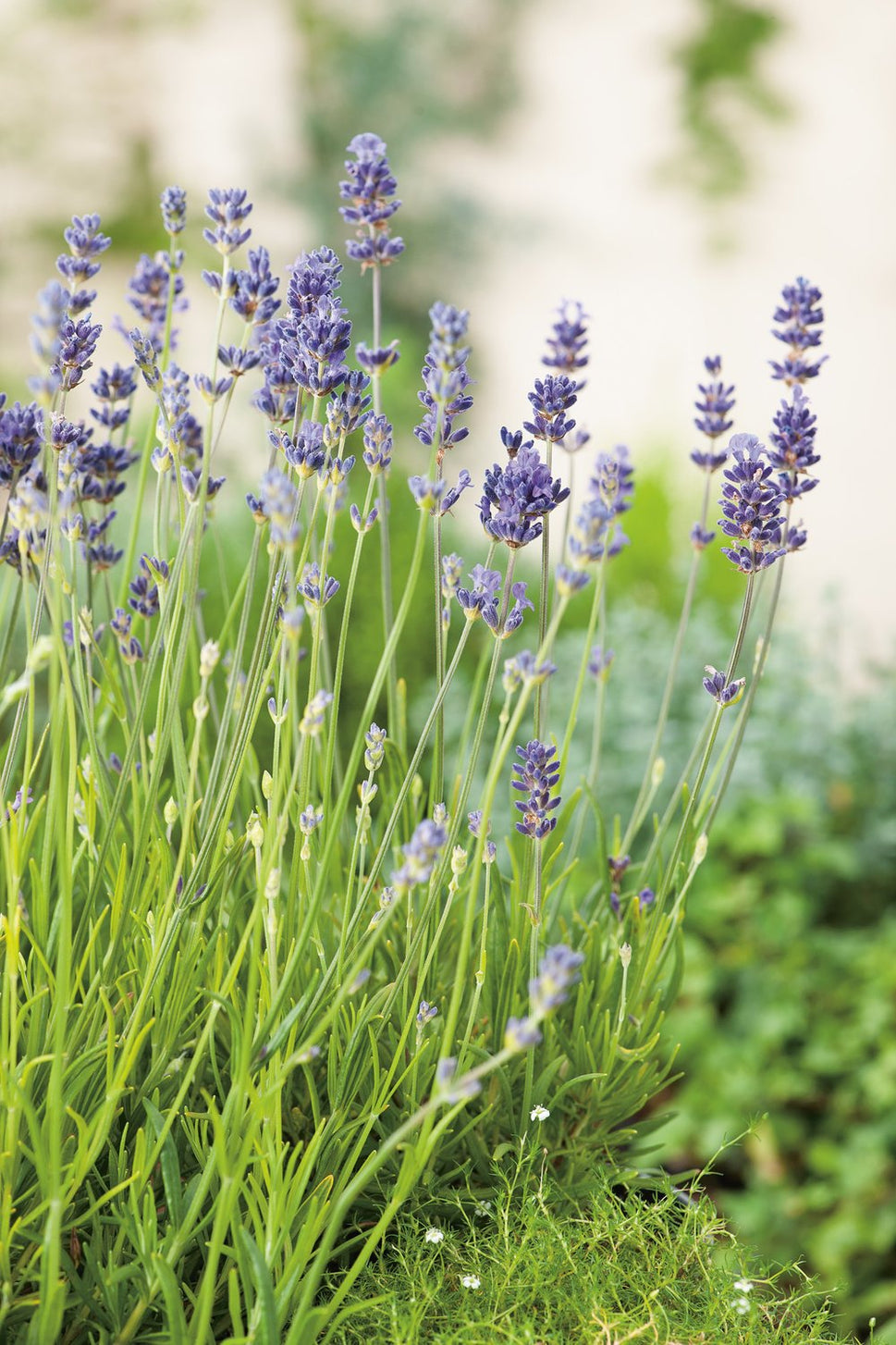 Lavandula angustifolia 'Munstead', 2L