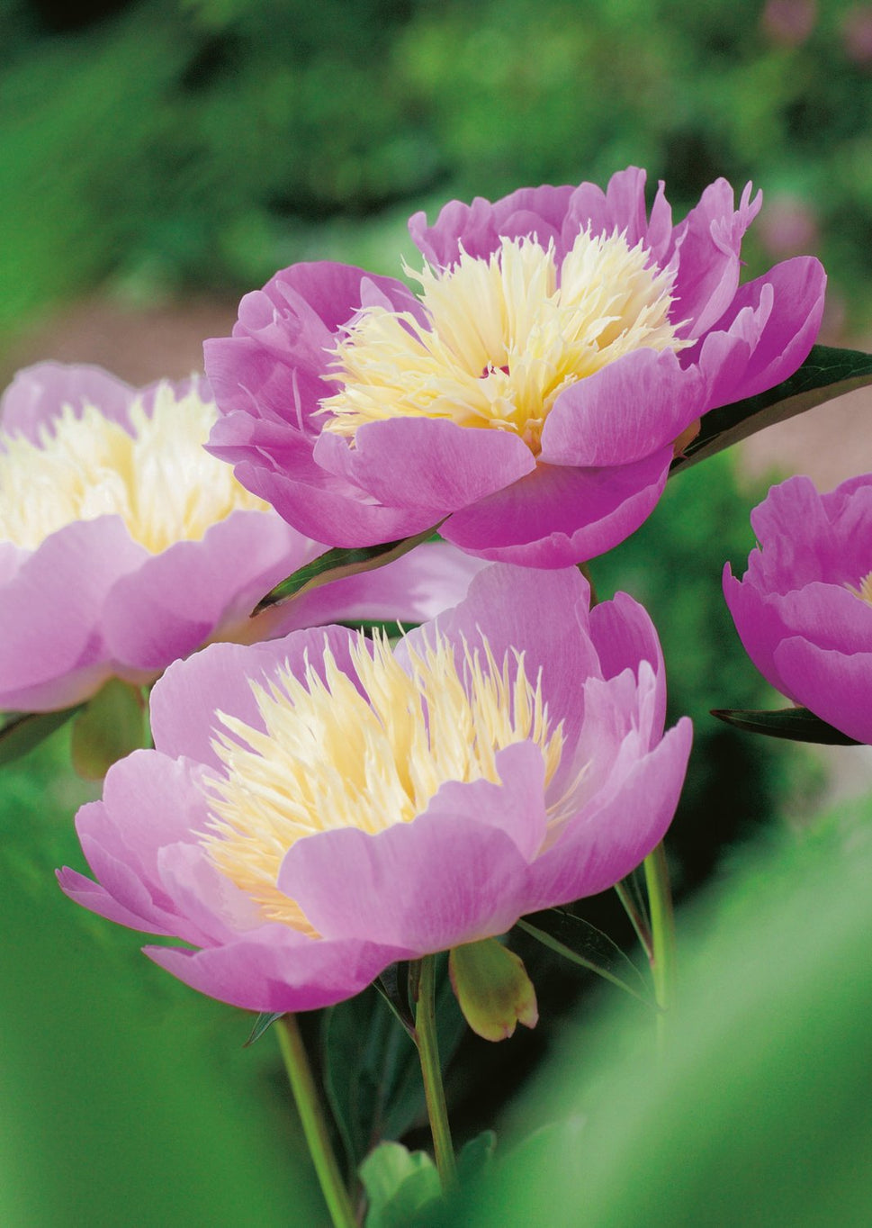 Paeonia lactiflora 'Bowl of Beauty', 2L
