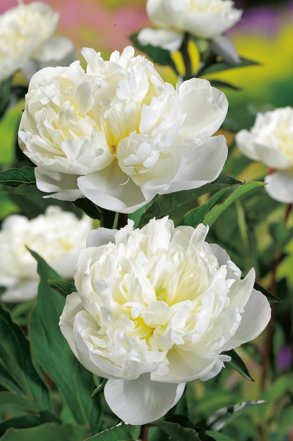 Paeonia lactiflora 'Duchesse de Nemours, 2L