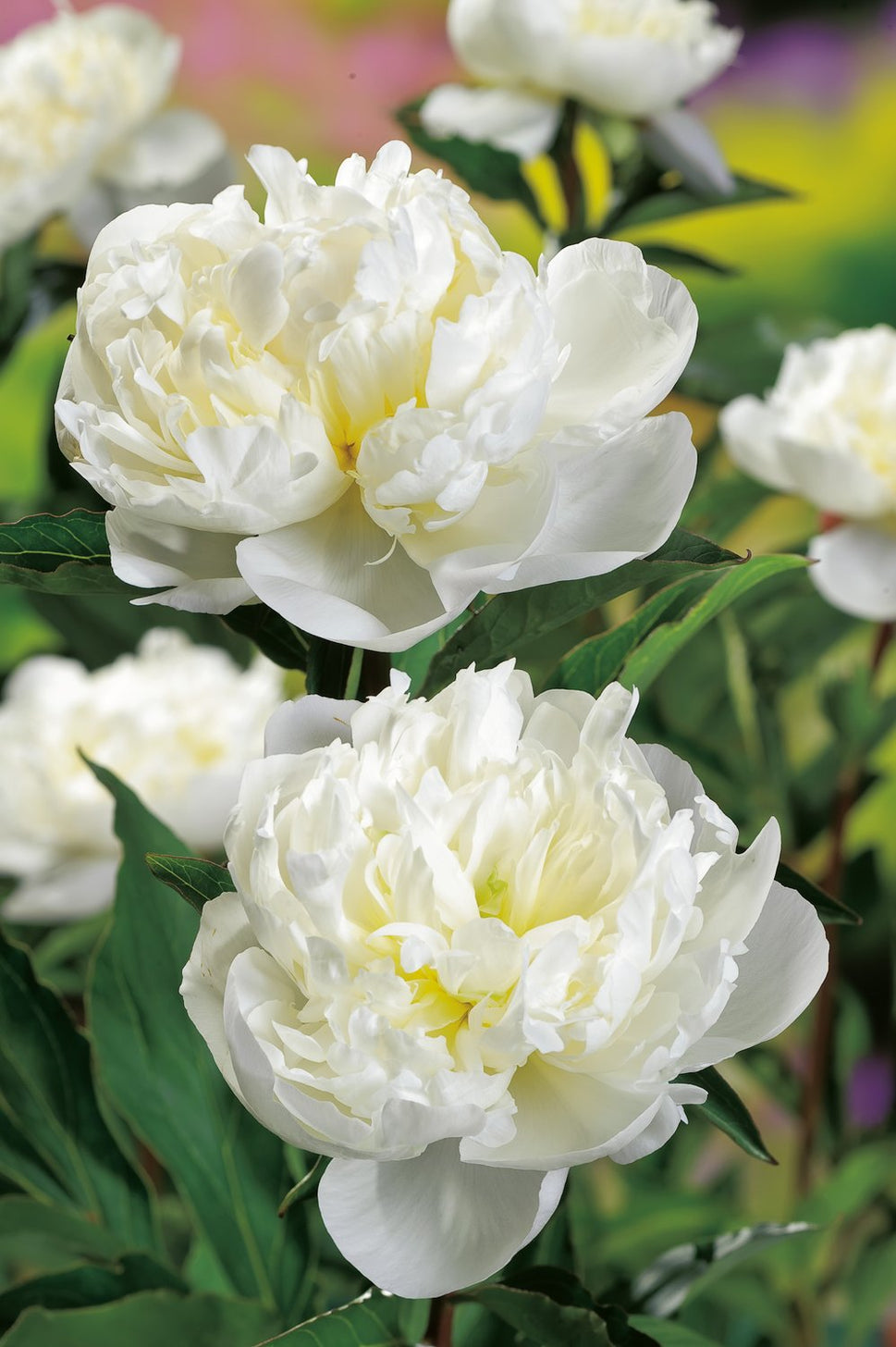 Paeonia lactiflora 'Duchesse de Nemours, 2L