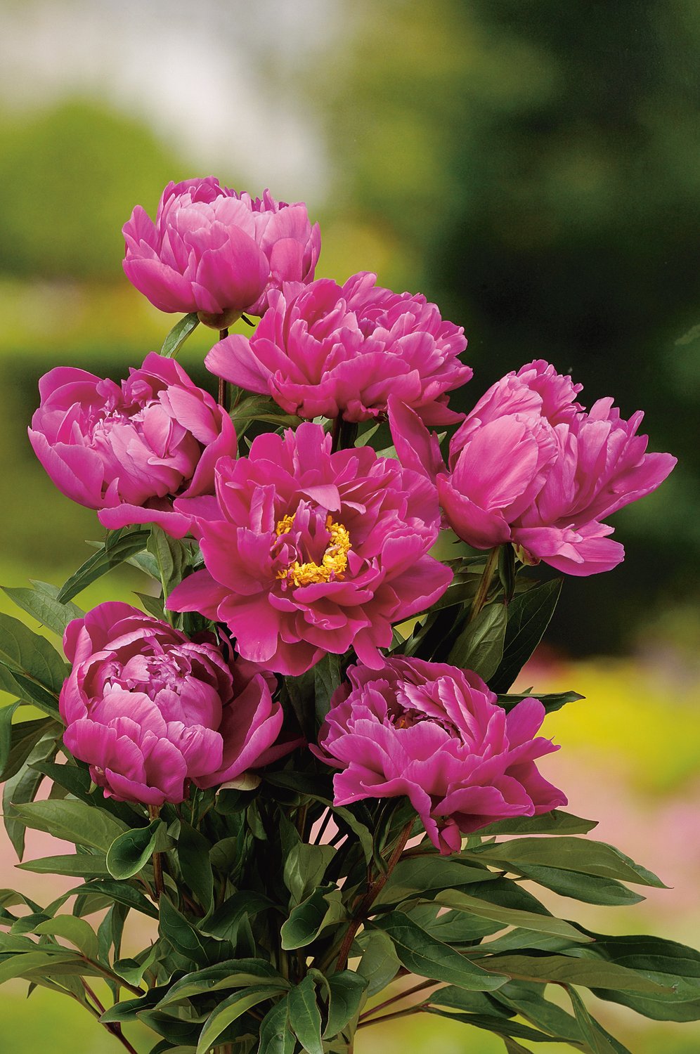 Paeonia lactiflora 'Karl Rosenfield', 2L