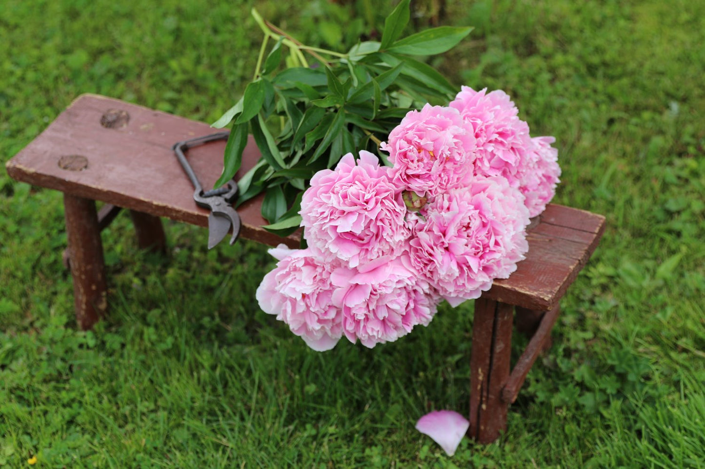 Paeonia lactiflora 'Sarah Bernhardt', 2L