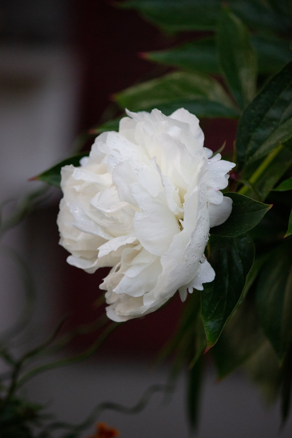 Paeonia lactiflora 'Shirley Temple', 2L