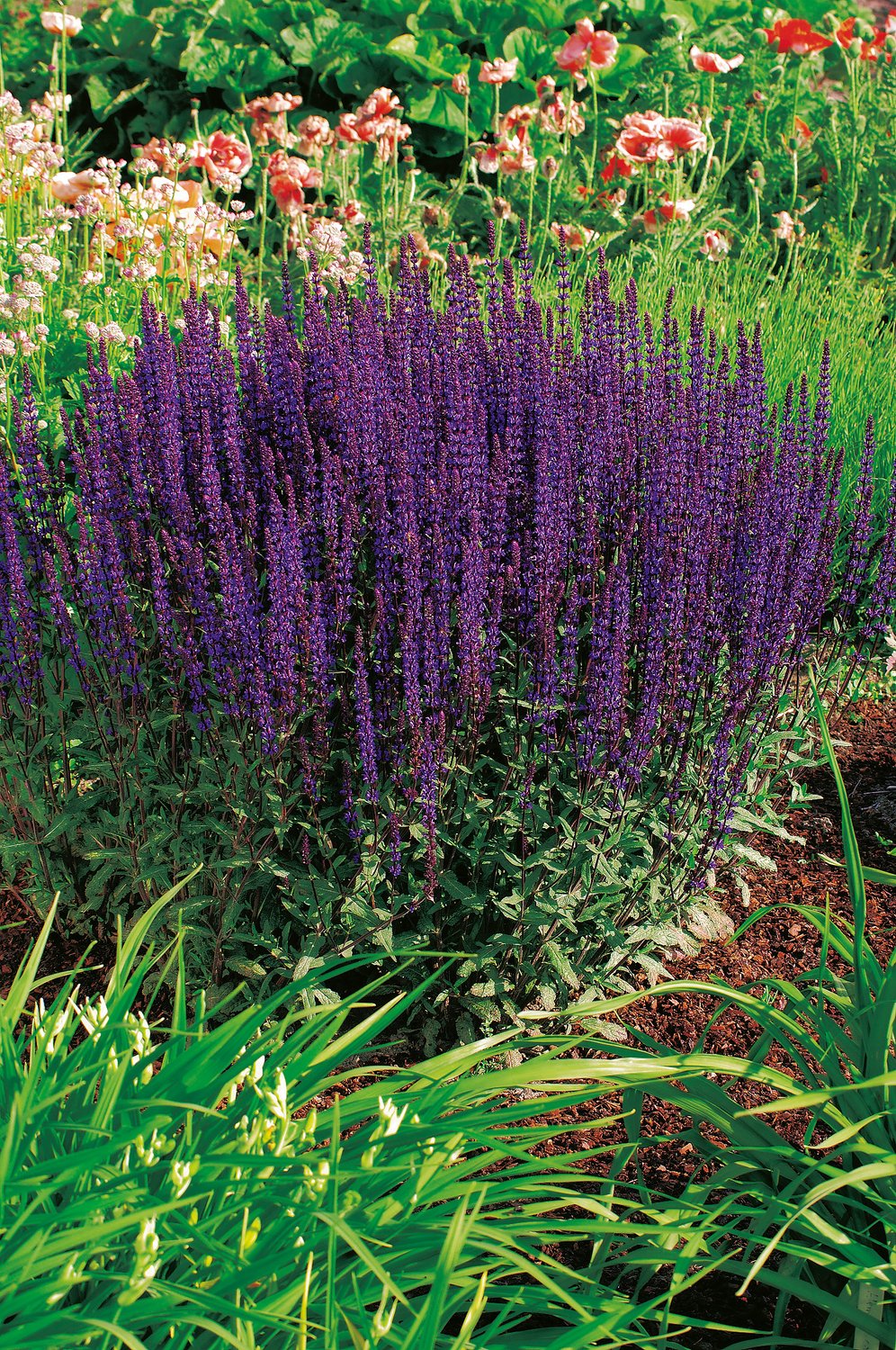 Salvia nemorosa 'Caradonna', 2L