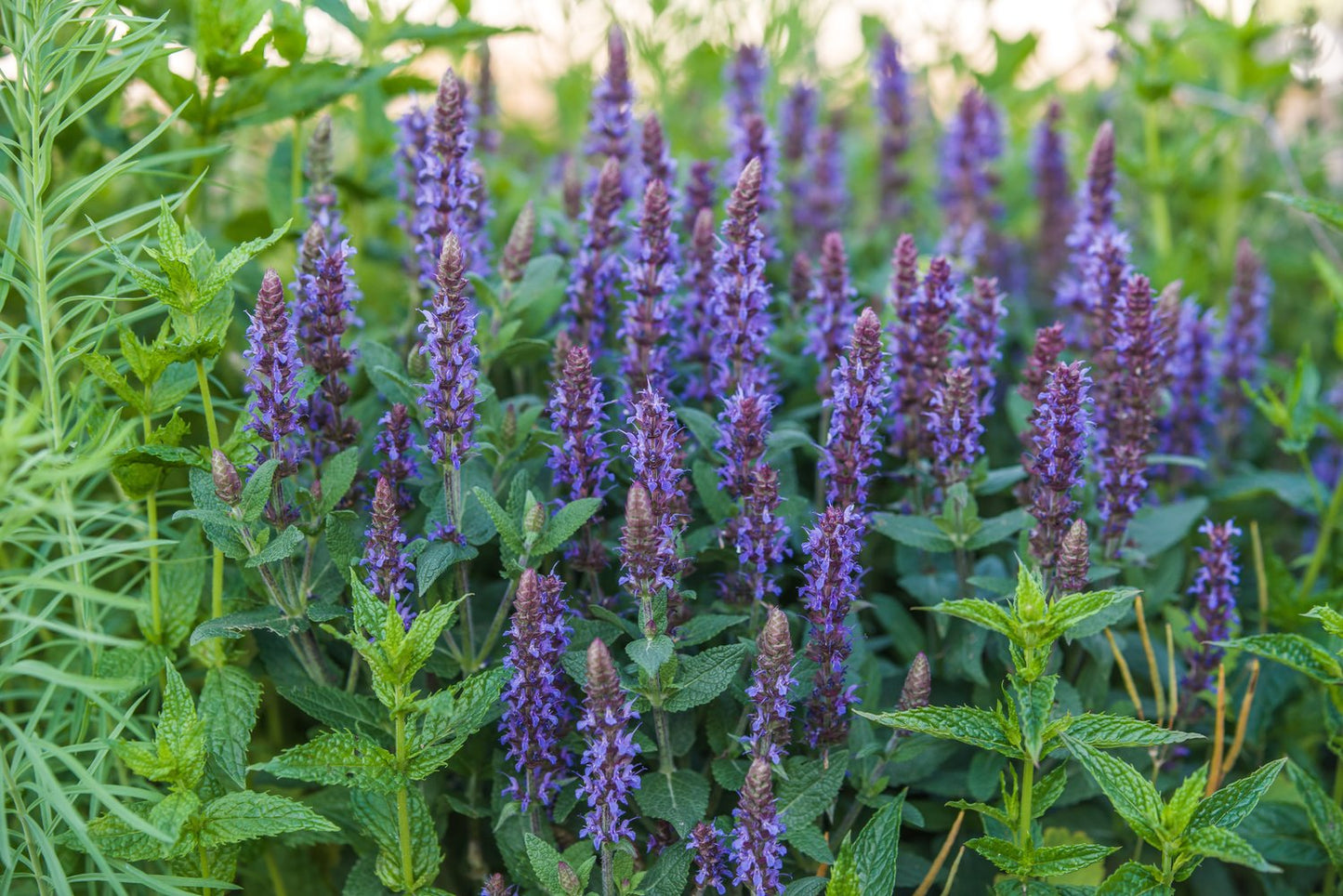 Salvia nemorosa 'Ostfriesland', 2L