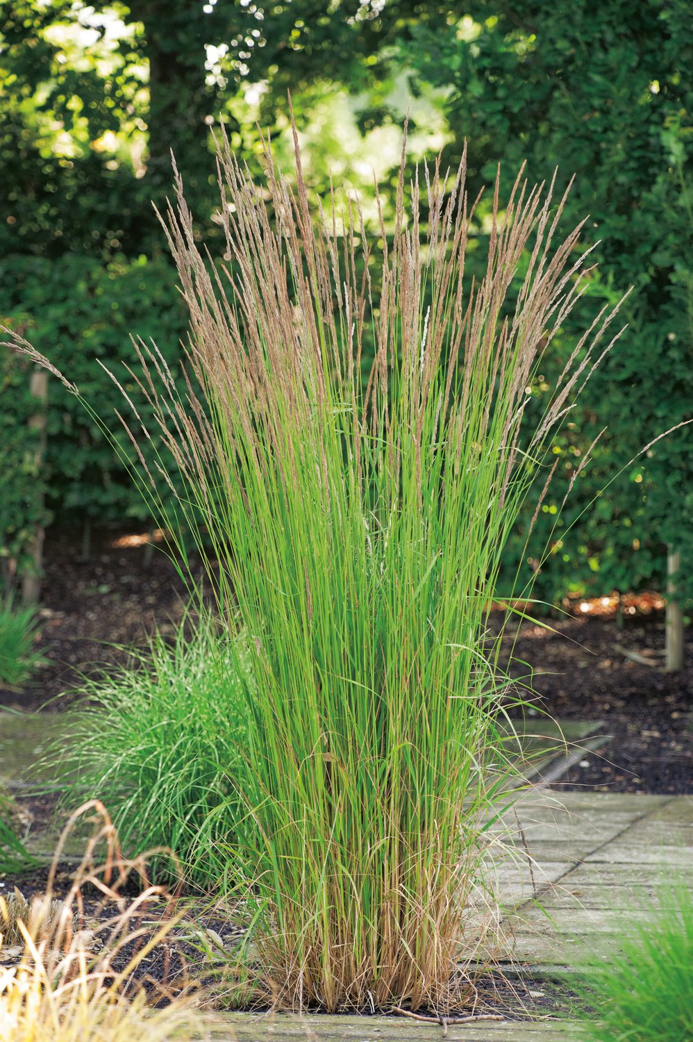 Calamagrostis x acutiflora 'Karl Foerster', 2L
