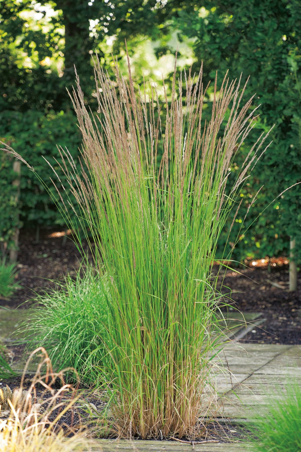 Calamagrostis x acutiflora 'Karl Foerster', 2L