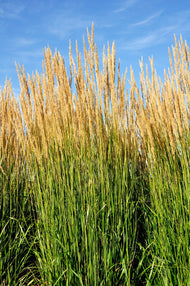 Calamagrostis x acutiflora 'Karl Foerster', 2L