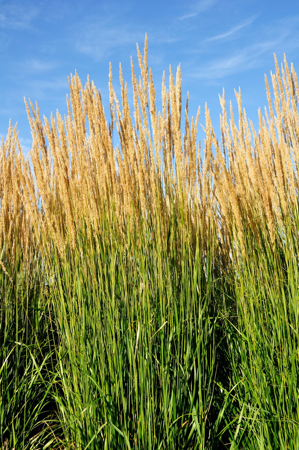 Calamagrostis x acutiflora 'Karl Foerster', 2L
