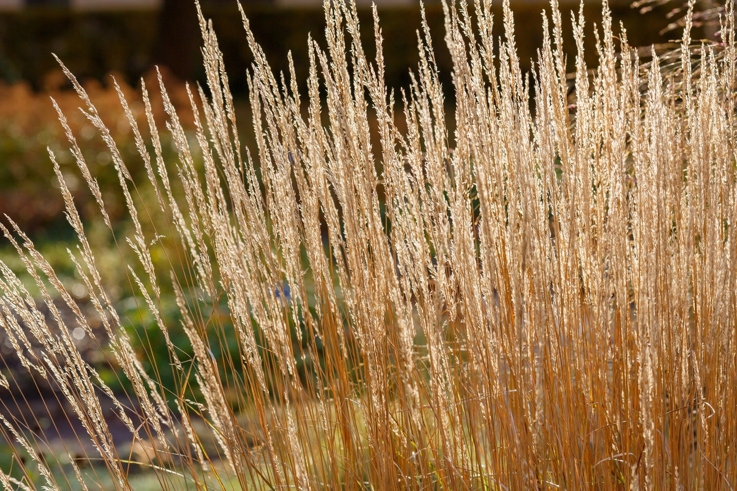 Calamagrostis x acutiflora 'Karl Foerster', 2L