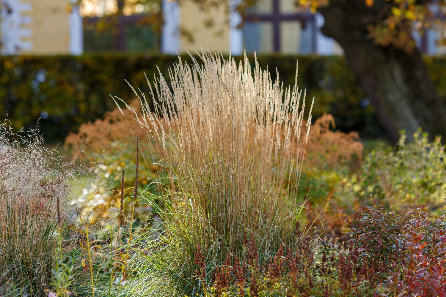Calamagrostis x acutiflora 'Karl Foerster', 2L