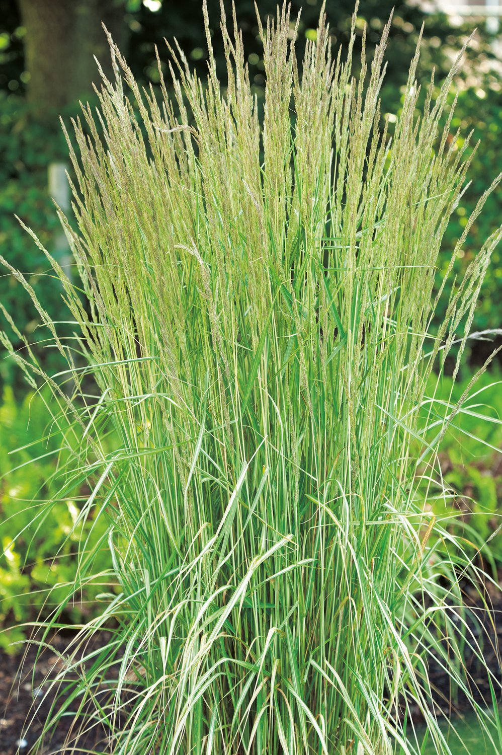 Calamagrostis x acutiflora 'Overdam', 2L