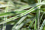 Calamagrostis x acutiflora 'Overdam', 2L