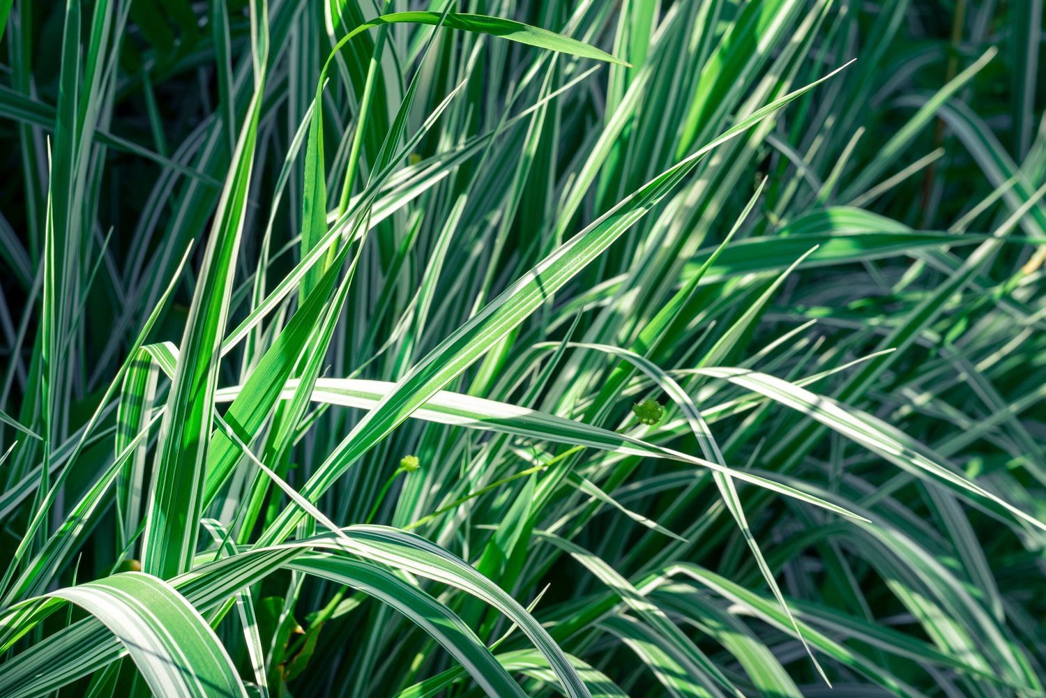 Calamagrostis x acutiflora 'Overdam', 2L