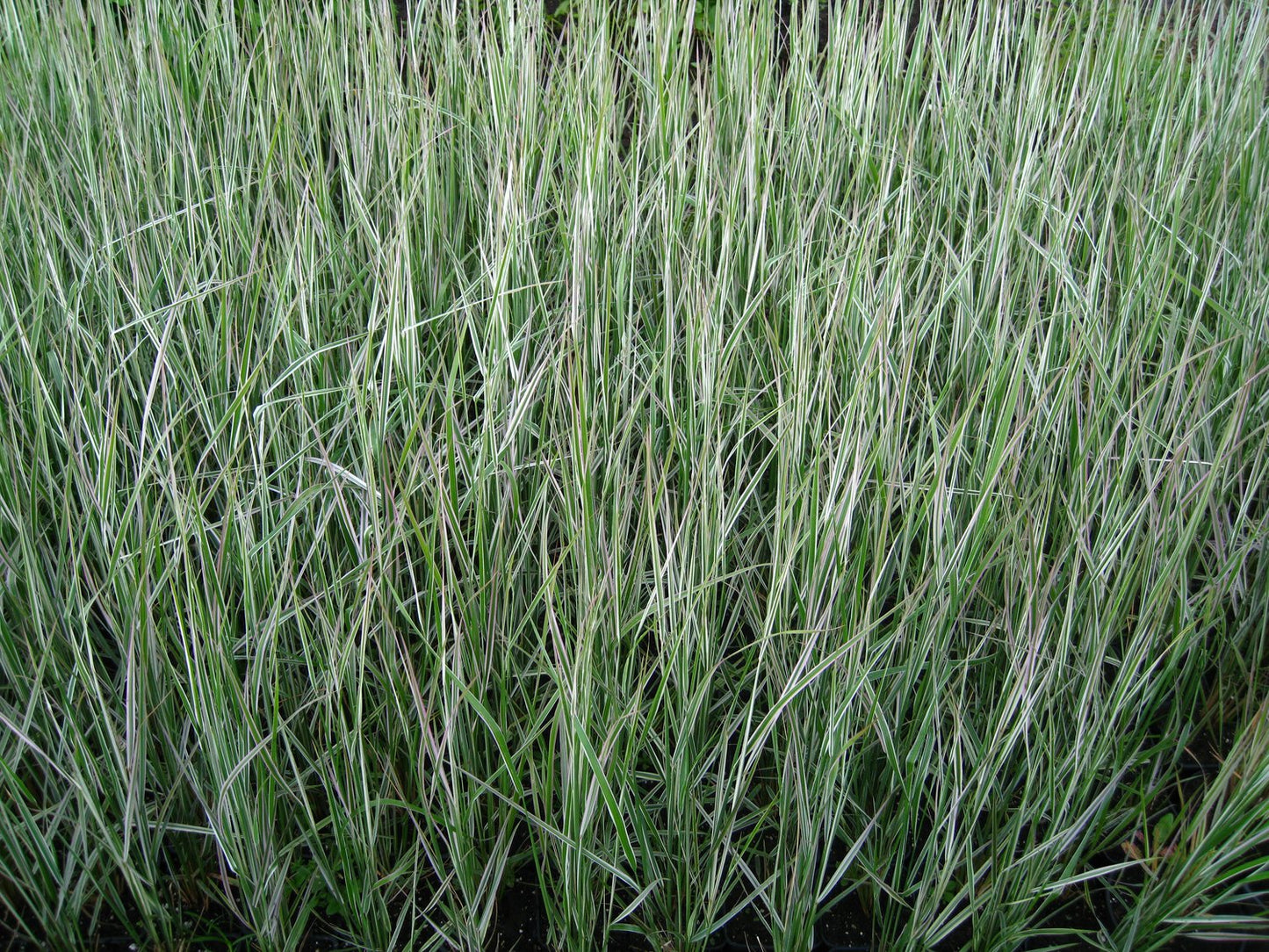 Calamagrostis x acutiflora 'Overdam', 2L