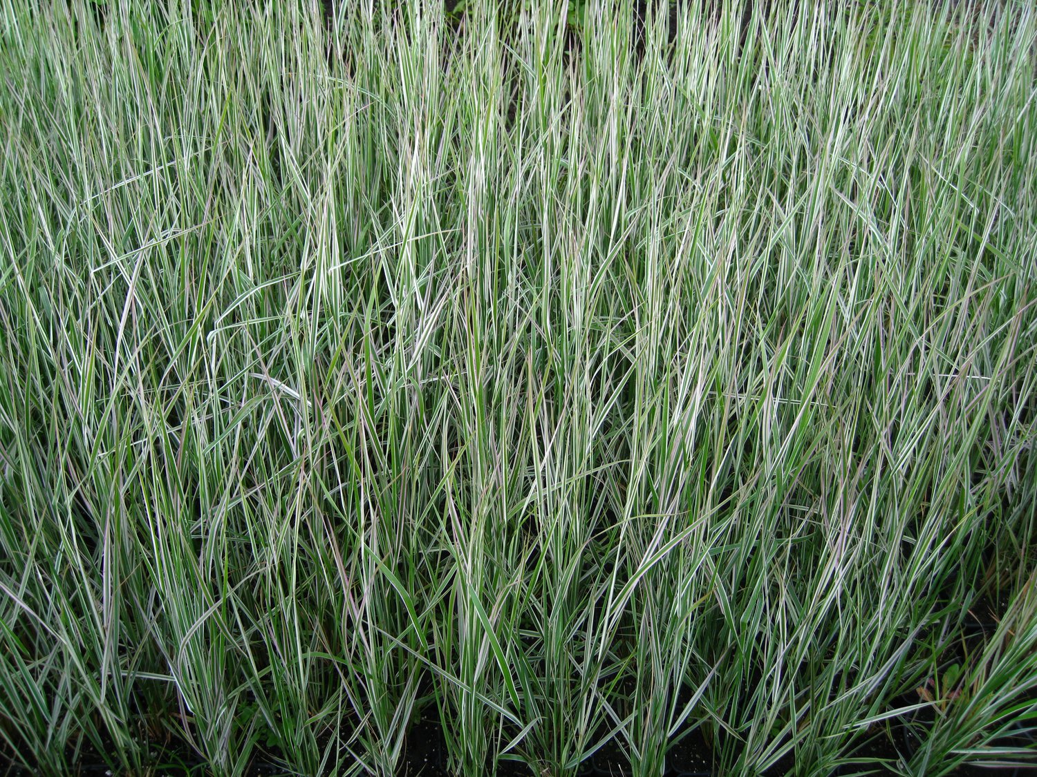 Calamagrostis x acutiflora 'Overdam', 2L