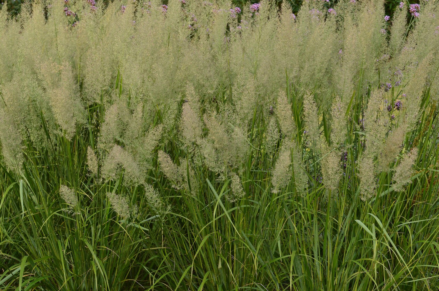 Calamagrostis brachytricha, 2L