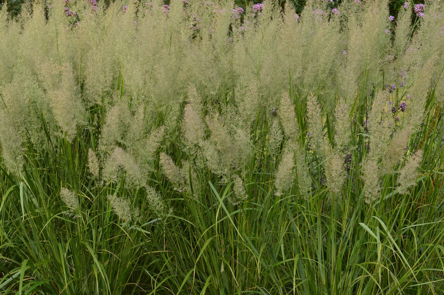 Calamagrostis brachytricha, 2L