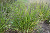 Calamagrostis brachytricha, 2L