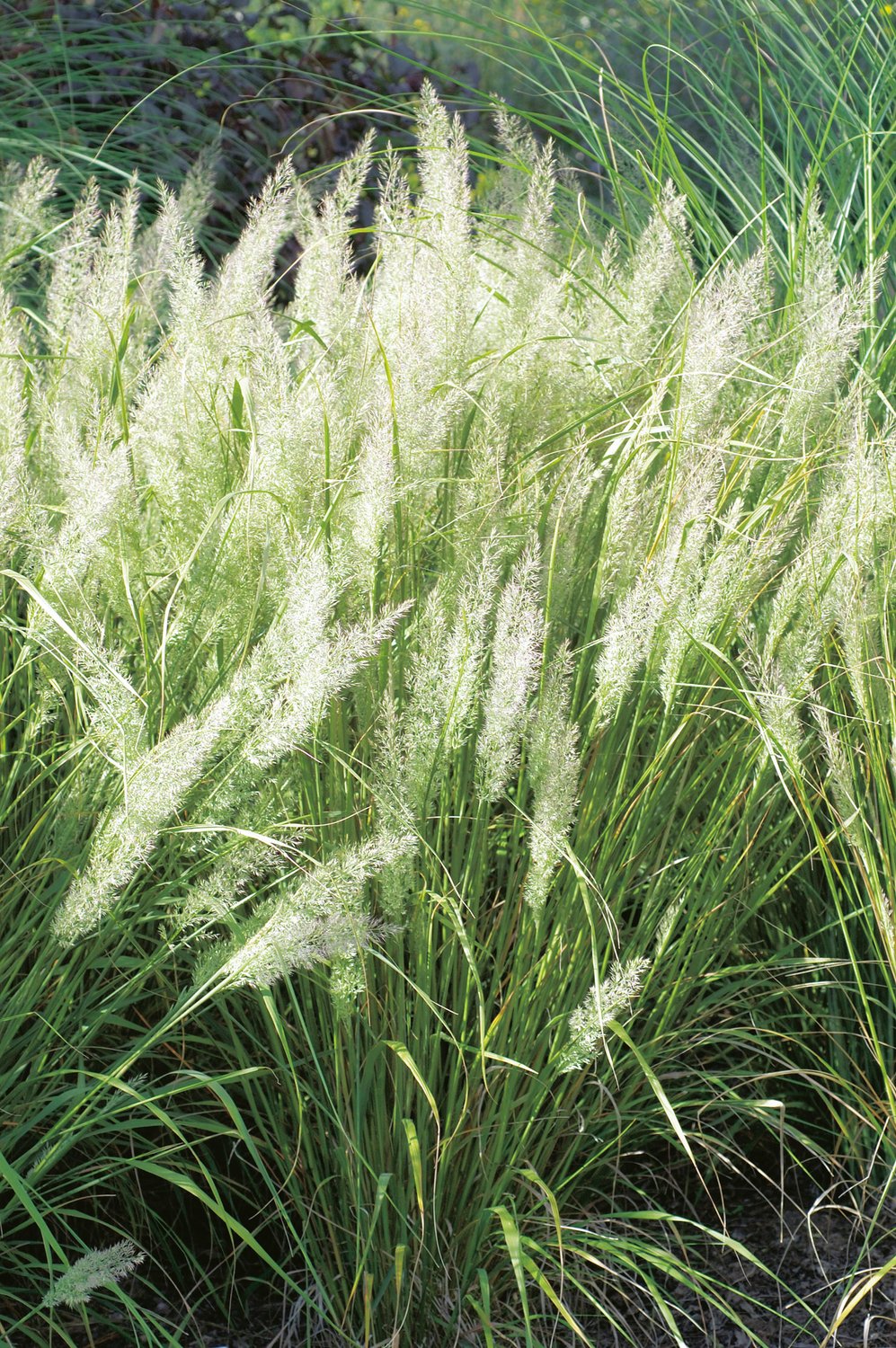 Calamagrostis brachytricha, 2L
